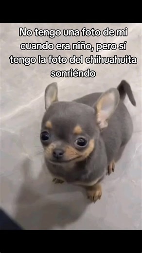 Chihuahua Sonriendo: Meme Divertido que No Te Puedes Perder