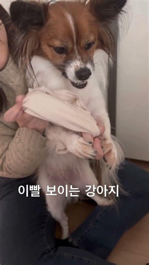 이빨 보이게 화내도 제일 웃김 ㅠㅠ