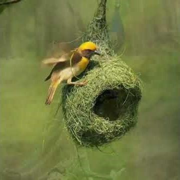 many types of birds #birds _Beutiful_Nature