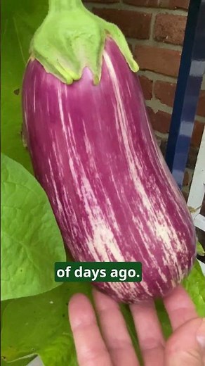 Harvesting Eggplant When to Pick for Perfect Ripeness