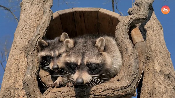 Scientists Predict This Animal Will Overtake US Cities!