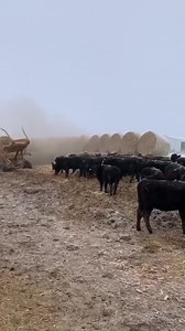 A 2-3 day a week chore on the farm is bedding cattle yards with corn stalk bales to keep the area where they lay down clean and dry. The corn stalk bales are made off of the “trash” or the remainder of the chopped up corn stalks after the field is combined in the fall. We make enough bales in November that will carry us through throughout the following November where bales will then be made again for the upcoming year. The cattle LOVE fresh bedding day. They run and buck around and are happy for