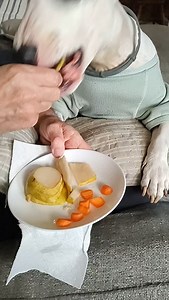 374 reactions · 17 comments | From March 2023. Rex's favorite Bosch pears and carrots, which he wasn't that wild about, but would eat if paired with something he really liked #SnackMe #RememberingRex #WeMissYouRex ❤️ | Rex the TV Terrier | Facebook