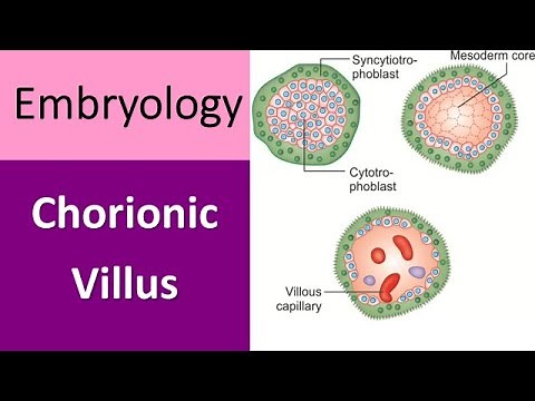 Chorionic Villus Explained: A Quick Recap in Embryology