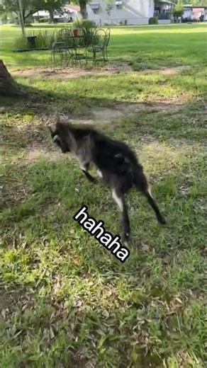 Fred the fainting goat doesn’t like being called ugly