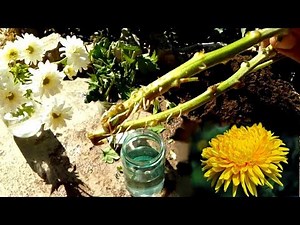 How to grow Chrysanthemums from cutting very easy