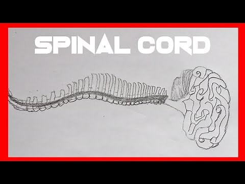 How to Draw Structure Of The Spinal Cord Diagram Easy And Step by Step ! Tutorial