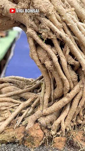 Perfect Root Exposure