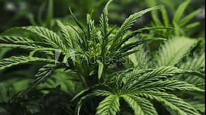 Close-up CBD cannabis plant and hemp inflorescence. Ganja Leaves with buds texture. Vegetative stage of medical marijuana growth