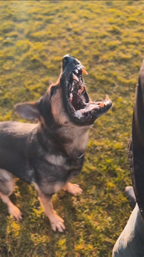 Garmr doing some barking conditioning and stimulus control! #schutzhund #igptraining #germanshepherd #schutzhundtraining #gsd #protectiondog | Schutzhund Kevin