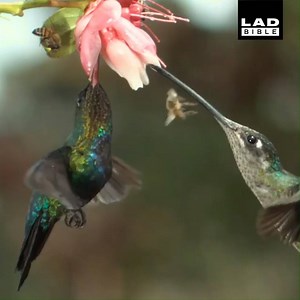 This poor bee didn't know what hit it 😂🐝 | LADbible