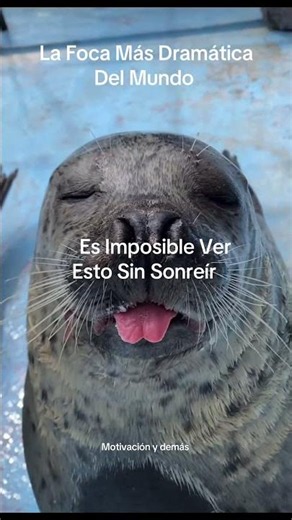 La Foca Más Dramática Del Mundo 😂🦭 #reflexionesdeldia #menteinconsciente