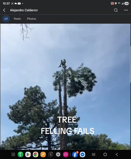 tree felling fails