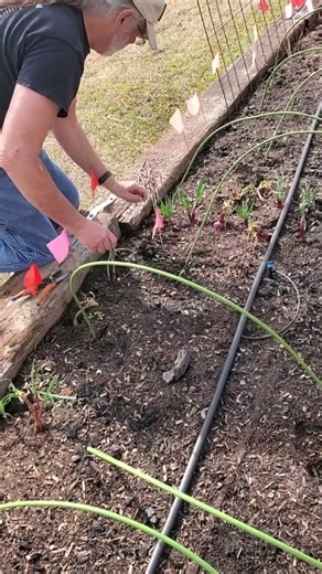 I Took Fruit Tree Cuttings… They're Gonna Fail Aren't They?