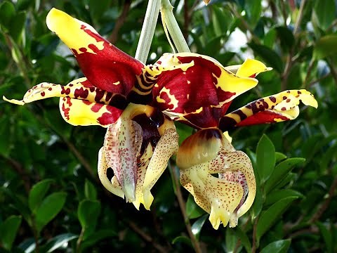 ORQUIDEA Stanhopea Tigrina CULTIVO y CUIDADOS (orquídeas torito)