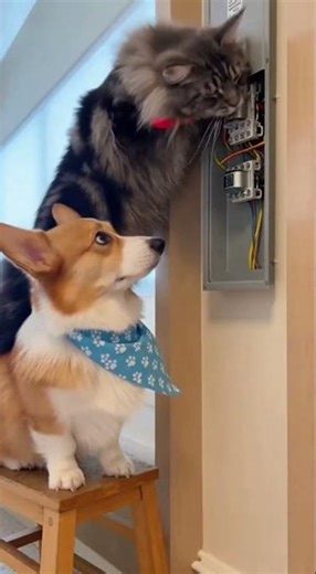This cat tried to fix the power supply box…and the result was…😳⚡🐱🐶” #corgi #petsrule #cutepuppy