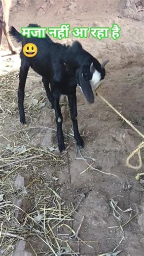 #comedi #funny #subscribe #tending #ytshorts #ytshorts #krishna #kids #wollywood #dance #hindi #yt