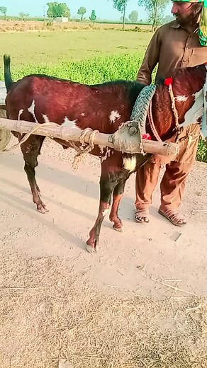 Goat Pulling Cart in Scenic Rural Setting