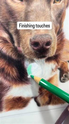 Rachel Harris | Tasmanian Wildlife Artist on Instagram: "Adding the final details — including Teddy’s blue tag, complete with tiny bones! 🦴 I only found out later that he’d already destroyed it, and that it was his owner’s favourite 💙 RIP, little blue tag. You couldn’t survive Teddy, but I guess you’ll live on now, right here."