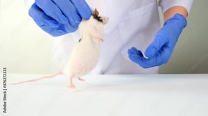 A scientist doctor in blue gloves holding white and black very fat lab laboratory mouse by scruff and a syringe, in order to conduct an experiment and test vaccine