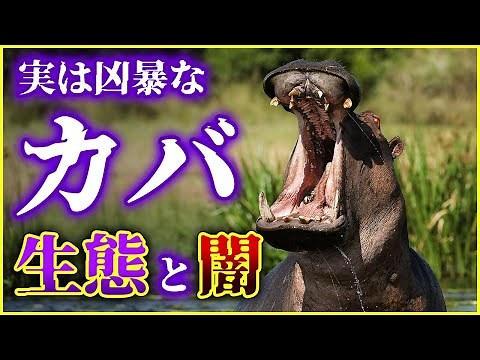 【ゆっくり解説】サメよりも多くの人命を奪っている!?実は狂暴な「カバ」の生態と闇を解説/カバの母乳はピンク色？コロンビアでカバが大繁殖した理由とは？