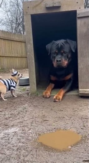 Bulldog Finally Had Enough of This Chihuahua 😳