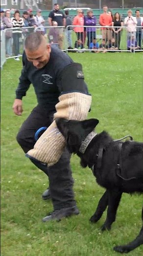 Black German Shepherd Police K9 bite attack demonstration Somerville Dog Festival 2018.