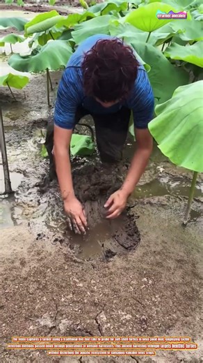 The Art of Soft-Shell Turtle Probing