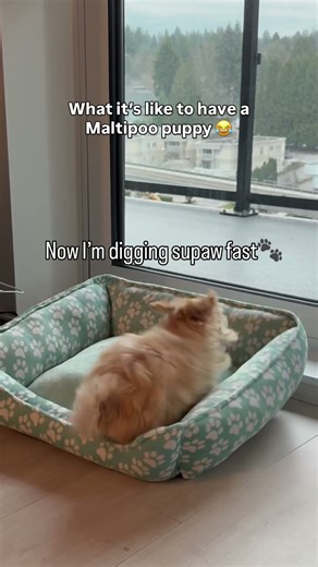 What it’s like to have a Maltipoo puppy 😂