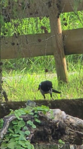 Elster #birds #vogel