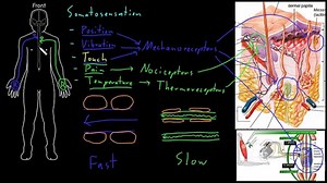 Peripheral somatosensation