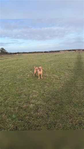 Exciting Dog Walks in Varied Weather