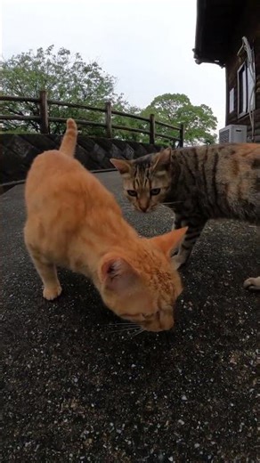 屋根から飛び降りた茶トラ猫をベンガル猫が心配する