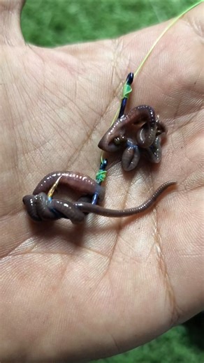 Tips on How to Attach Worm Bait to a Fishing Hook #shorts #fishing