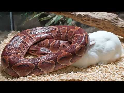 Ultra Giant Red Ball Python Feeding | Glass Enclosure Documentary