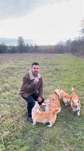 Arcanedale Corgis on Instagram: "The Most Common Mistake Corgi Owners Make 🐾 After raising, training, and living with Pembroke Welsh Corgis for years, I can tell you this: most behaviour problems come from ONE simple mistake… treating a Corgi like a cute little pet instead of a real working dog. Corgis need more than walks. They need mental stimulation, structure, and a confident leader — otherwise they’ll happily take the job themselves. And trust me… their “self-assigned job” usually includes