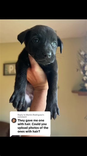 Coated Xolo Puppies: Unique Breed Traits