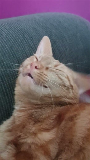 Simba fantasiert beim Bürsten