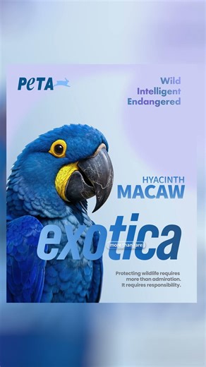 Wait for the final layout... 😍🎨 Photoshop Poster Design Process | Designing a PRO Wildlife Poster