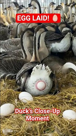Duck Lays Egg in CLOSE-UP Detail! 🤯 (Rare Footage) #Shorts