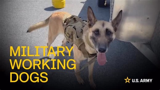 🐾🇺🇸 Mission Ready Starts with Our K9s 🇺🇸🐾 The U.S. Army established the K9 Holistic Health & Fitness (K9H2F) Program to ensure our Military Working Dogs are trained, conditioned, and cared for as elite tactical athletes because that’s exactly what they are. This program goes beyond basic training. It integrates physical conditioning, injury prevention, nutrition, recovery, mental stimulation, and veterinary collaboration to keep our K9 partners healthy, resilient, and mission-ready. When w