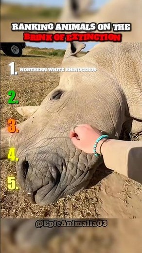 Ranking Animals On The Brink Of Extinction #animals #extinction #endangeredspecies