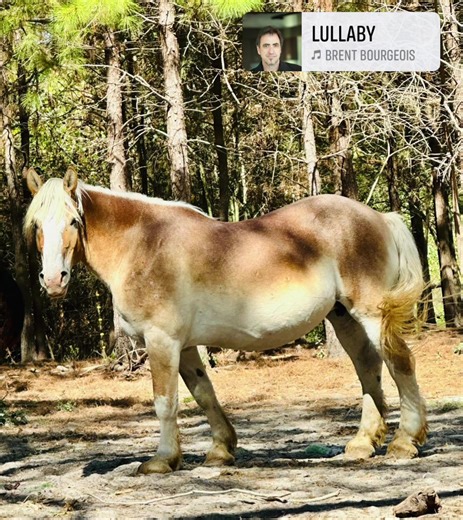 Summer’s second lab results are back and she would like to announce she is indeed pregnant! Dr L explained it as “retained her pregnancy” as her estrogen levels where originally inconclusive, which meant she could have been preg and losing the pregnancy, but after repeating labs two weeks later she is much higher indicating she is keeping the pregnancy. Does that make sense? Reproductive stuff isn’t my strong point. Summer survived auction, a trailer crash, being at risk for slaughter, and made 