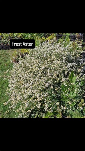 I'm glad the various white asters are so "weedy!" This one volunteered here this year, llooks so lovely, and smells even better. The pollinators love it too! Every time I see butterflies around, I know they need nectar. These volunteers provide them and others with what they need in October. #nativeplant #nativeplantsofkentucky ##pollinatorfriendly ##pollinatorplants ##biodiversity #aster | Native Oasis