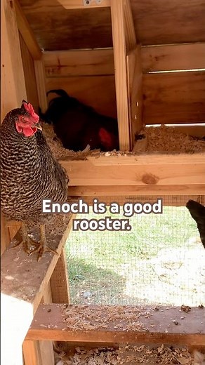 Why is there a rooster in the nesting box? #backyardchickens
