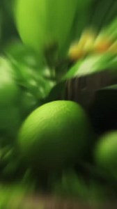 Dr Sebi in alkaline herbs #drsebi #drsebiherbs #alkaline #herbs #herbal | DoctorTruth.Health