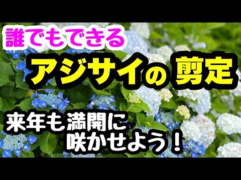 "Pruning hydrangeas" Let's make them bloom more beautifully next year 😊