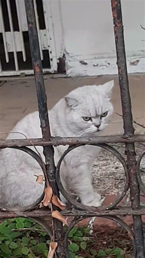 my pretty little sweety #viralvideo #shorts #cat