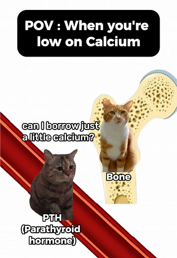 Impact of Low Calcium on PTH Release
