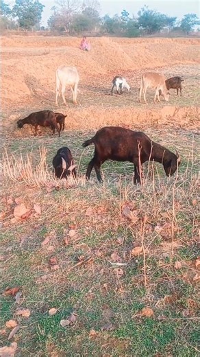 goat farming / benefits of goat farming